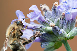 Biogartenmobil Sortiment Duftkräuter Biene in Blüte